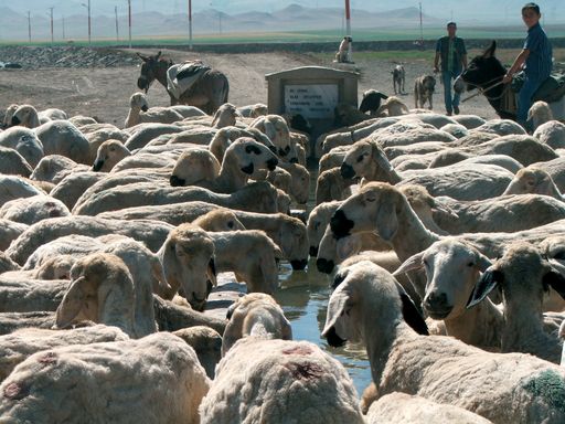 Mouton Akkaraman. Ulaş, Sivas.